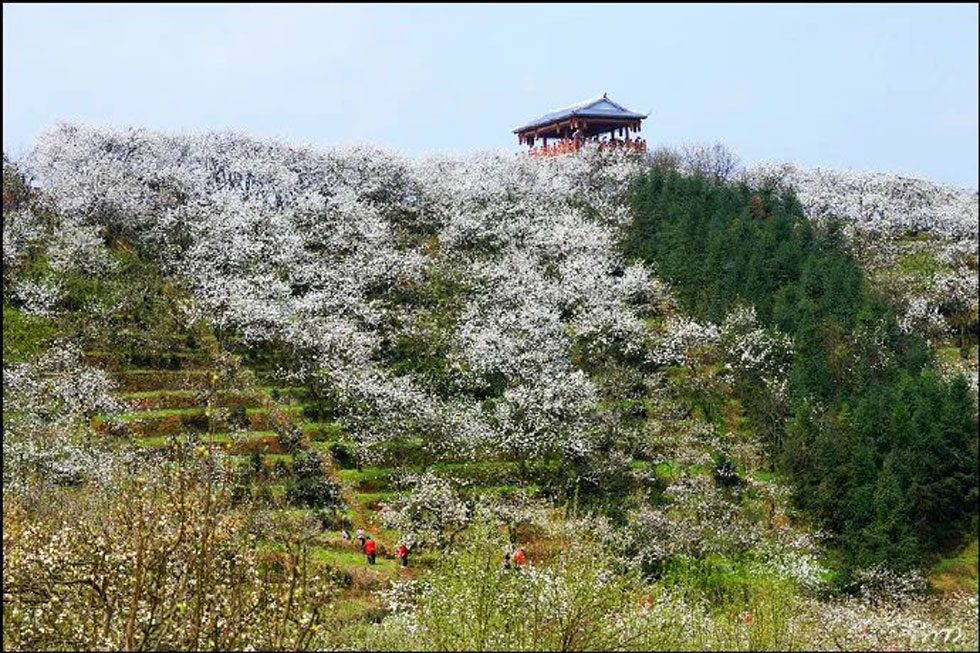 【春天，广西桂林灌阳县向您发出邀请！】我们在灌阳看梨花 - 游山玩水 - 鄢陵生活社区 - 鄢陵28生活网 yanling.28life.net