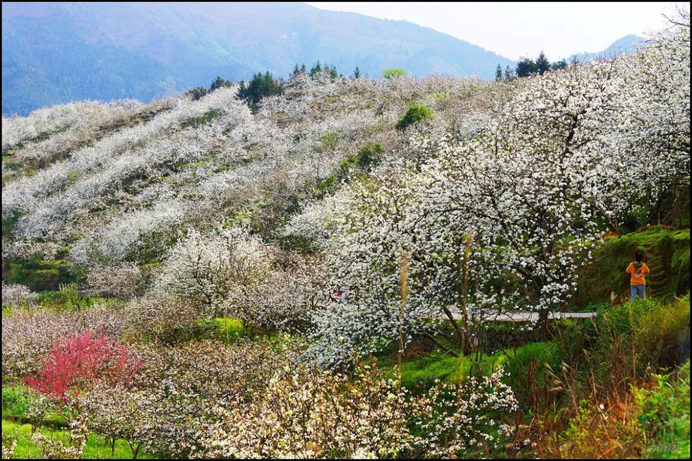 【春天，广西桂林灌阳县向您发出邀请！】我们在灌阳看梨花 - 游山玩水 - 鄢陵生活社区 - 鄢陵28生活网 yanling.28life.net