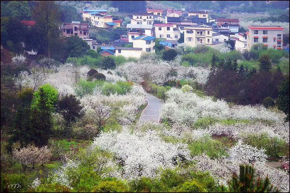 【春天，广西桂林灌阳县向您发出邀请！】我们在灌阳看梨花 - 游山玩水 - 鄢陵生活社区 - 鄢陵28生活网 yanling.28life.net