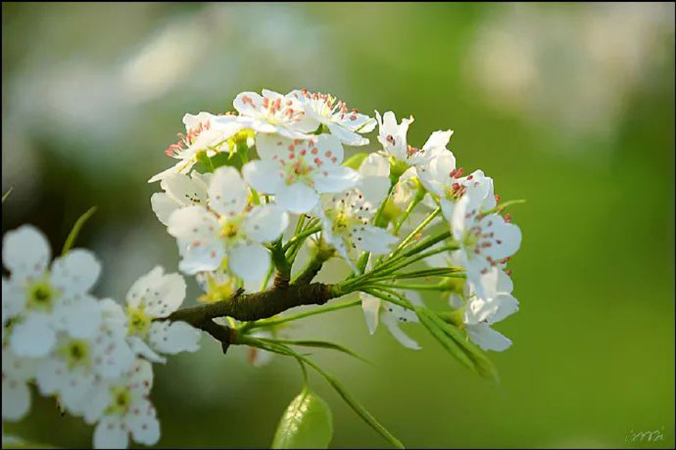 【春天，广西桂林灌阳县向您发出邀请！】我们在灌阳看梨花 - 游山玩水 - 鄢陵生活社区 - 鄢陵28生活网 yanling.28life.net