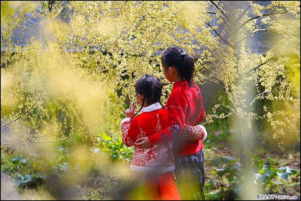 【春天，广西桂林灌阳县向您发出邀请！】米珠山前有片山苍子花在飘香 - 游山玩水 - 鄢陵生活社区 - 鄢陵28生活网 yanling.28life.net