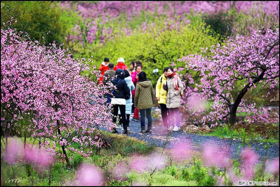 【春天，广西桂林灌阳县向您发出邀请！】官庄村有个醉美的桃花园 - 游山玩水 - 鄢陵生活社区 - 鄢陵28生活网 yanling.28life.net