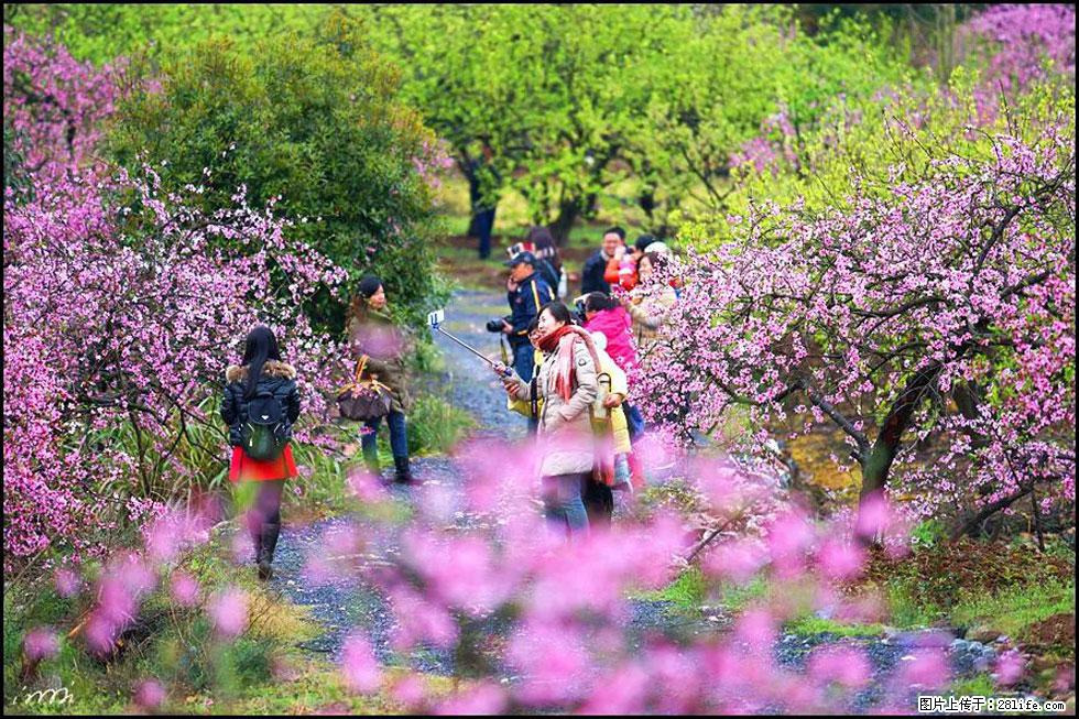 【春天，广西桂林灌阳县向您发出邀请！】官庄村有个醉美的桃花园 - 游山玩水 - 鄢陵生活社区 - 鄢陵28生活网 yanling.28life.net