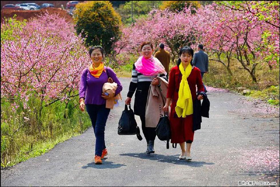 【春天，广西桂林灌阳县向您发出邀请！】官庄村有个醉美的桃花园 - 游山玩水 - 鄢陵生活社区 - 鄢陵28生活网 yanling.28life.net