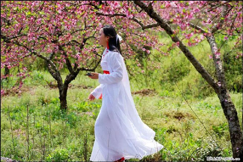 【春天，广西桂林灌阳县向您发出邀请！】官庄村有个醉美的桃花园 - 游山玩水 - 鄢陵生活社区 - 鄢陵28生活网 yanling.28life.net