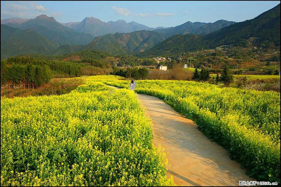 【春天，广西桂林灌阳县向您发出邀请！】长坪村油菜盛情花开 - 游山玩水 - 鄢陵生活社区 - 鄢陵28生活网 yanling.28life.net