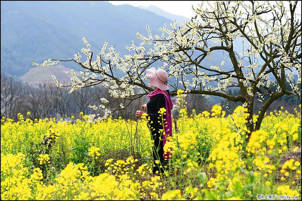 【春天，广西桂林灌阳县向您发出邀请！】长坪村油菜盛情花开 - 游山玩水 - 鄢陵生活社区 - 鄢陵28生活网 yanling.28life.net
