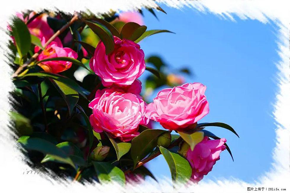 【春天，广西桂林灌阳县向您发出邀请！】杨柳井茶花惹人爱 - 游山玩水 - 鄢陵生活社区 - 鄢陵28生活网 yanling.28life.net