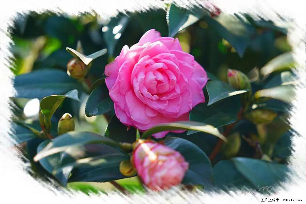 【春天，广西桂林灌阳县向您发出邀请！】杨柳井茶花惹人爱 - 游山玩水 - 鄢陵生活社区 - 鄢陵28生活网 yanling.28life.net