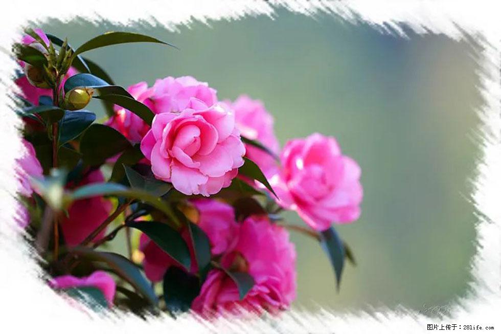 【春天，广西桂林灌阳县向您发出邀请！】杨柳井茶花惹人爱 - 游山玩水 - 鄢陵生活社区 - 鄢陵28生活网 yanling.28life.net