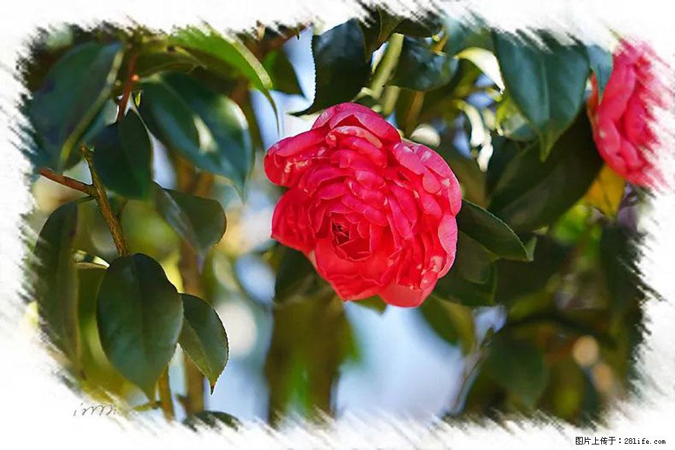 【春天，广西桂林灌阳县向您发出邀请！】杨柳井茶花惹人爱 - 游山玩水 - 鄢陵生活社区 - 鄢陵28生活网 yanling.28life.net