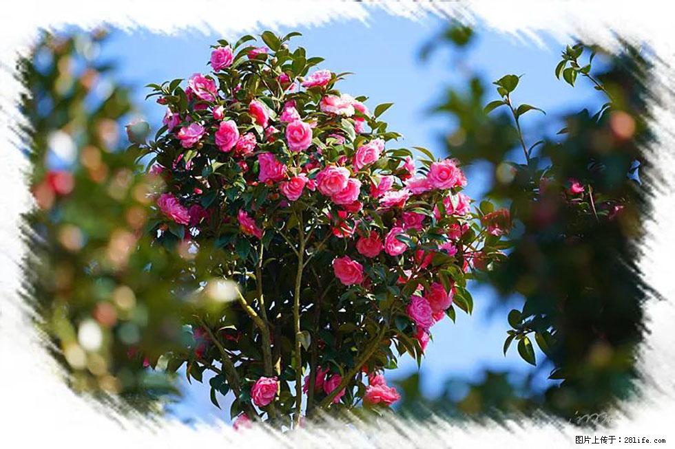 【春天，广西桂林灌阳县向您发出邀请！】杨柳井茶花惹人爱 - 游山玩水 - 鄢陵生活社区 - 鄢陵28生活网 yanling.28life.net