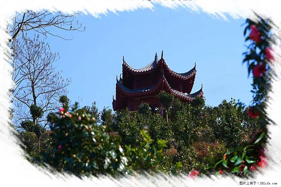 【春天，广西桂林灌阳县向您发出邀请！】杨柳井茶花惹人爱 - 游山玩水 - 鄢陵生活社区 - 鄢陵28生活网 yanling.28life.net