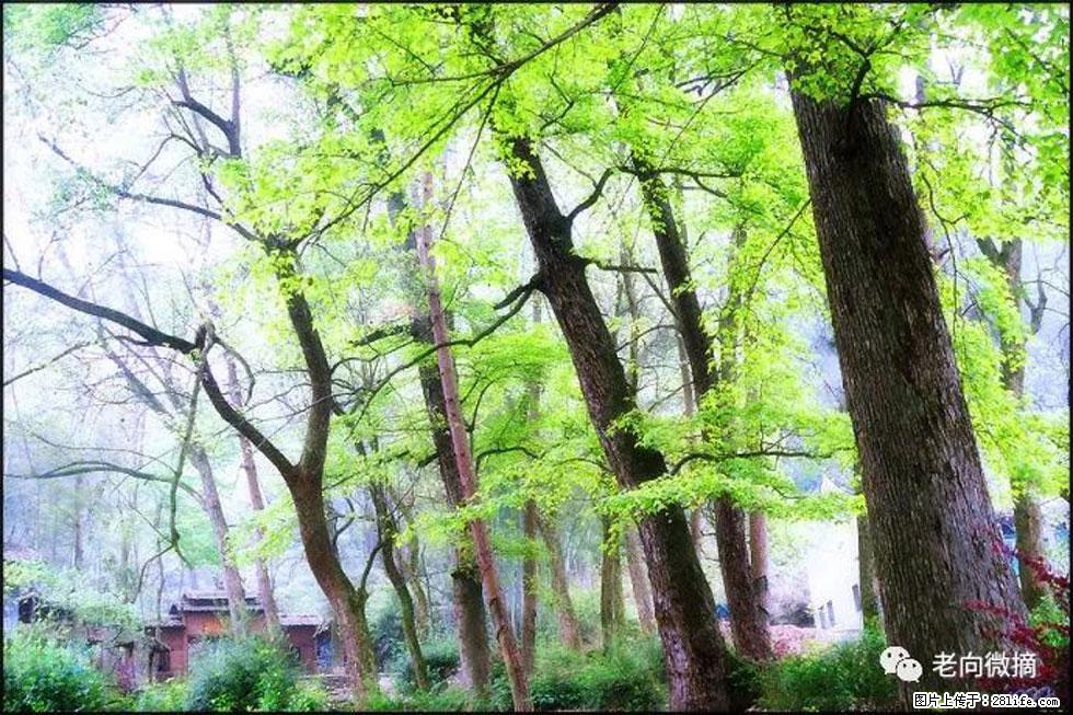 【春天，广西桂林灌阳县向您发出邀请！】在小龙村与春天约会 - 游山玩水 - 鄢陵生活社区 - 鄢陵28生活网 yanling.28life.net