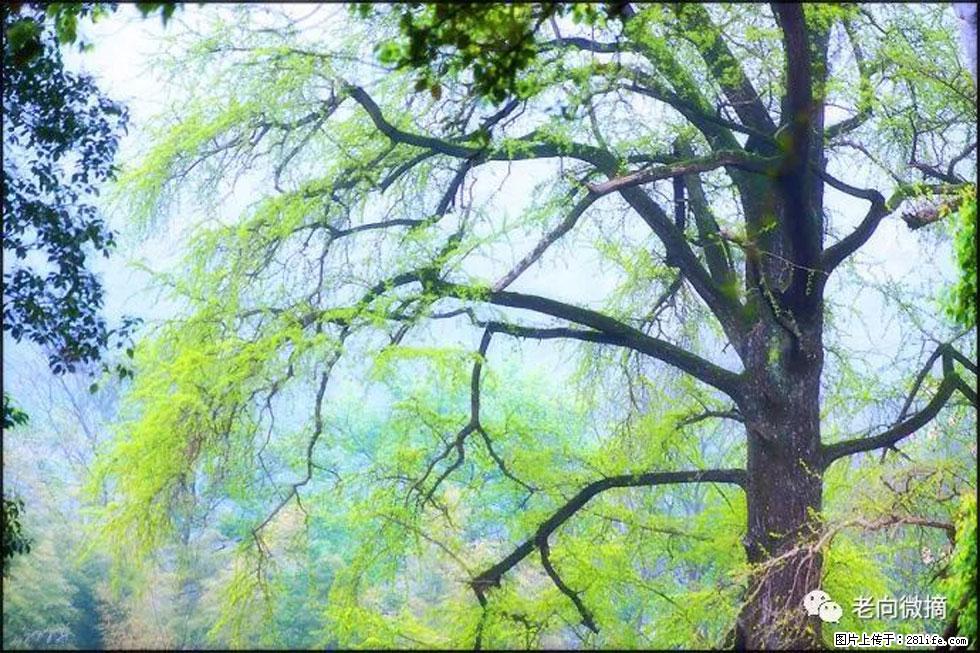 【春天，广西桂林灌阳县向您发出邀请！】在小龙村与春天约会 - 游山玩水 - 鄢陵生活社区 - 鄢陵28生活网 yanling.28life.net