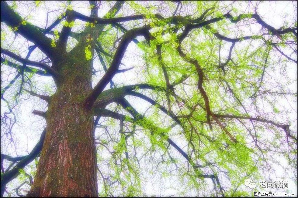 【春天，广西桂林灌阳县向您发出邀请！】在小龙村与春天约会 - 游山玩水 - 鄢陵生活社区 - 鄢陵28生活网 yanling.28life.net