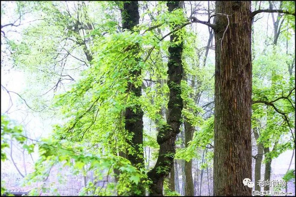 【春天，广西桂林灌阳县向您发出邀请！】在小龙村与春天约会 - 游山玩水 - 鄢陵生活社区 - 鄢陵28生活网 yanling.28life.net