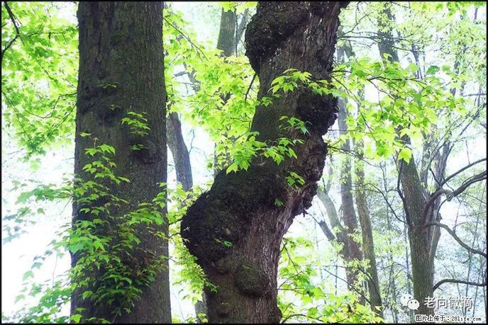【春天，广西桂林灌阳县向您发出邀请！】在小龙村与春天约会 - 游山玩水 - 鄢陵生活社区 - 鄢陵28生活网 yanling.28life.net