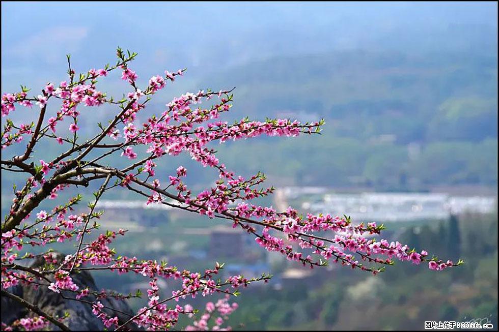 【春天，广西桂林灌阳县向您发出邀请！】望月岭上桃花开 - 游山玩水 - 鄢陵生活社区 - 鄢陵28生活网 yanling.28life.net