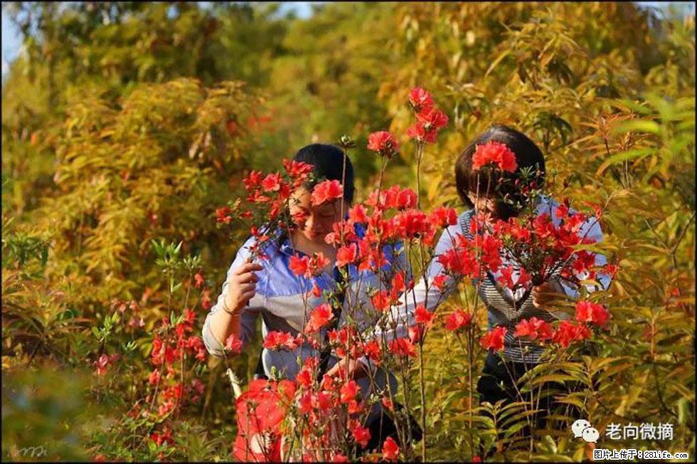 【春天，广西桂林灌阳县向您发出邀请！】登麒麟山，相约映山红 - 游山玩水 - 鄢陵生活社区 - 鄢陵28生活网 yanling.28life.net