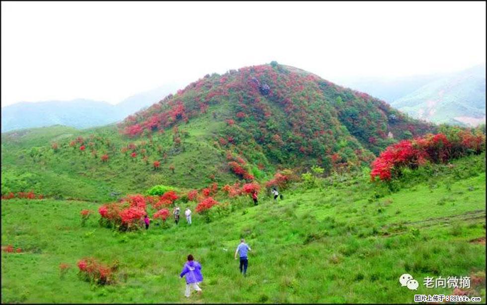 【春天，广西桂林灌阳县向您发出邀请！】宝盖山上映山红 - 游山玩水 - 鄢陵生活社区 - 鄢陵28生活网 yanling.28life.net