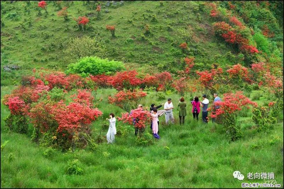 【春天，广西桂林灌阳县向您发出邀请！】宝盖山上映山红 - 游山玩水 - 鄢陵生活社区 - 鄢陵28生活网 yanling.28life.net