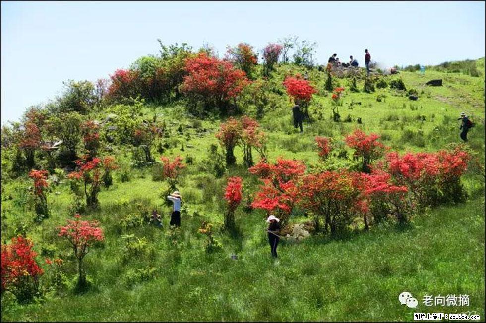 【春天，广西桂林灌阳县向您发出邀请！】宝盖山上映山红 - 游山玩水 - 鄢陵生活社区 - 鄢陵28生活网 yanling.28life.net