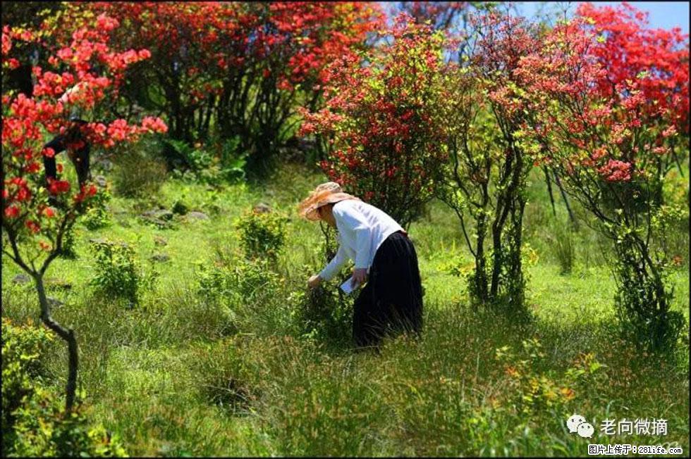 【春天，广西桂林灌阳县向您发出邀请！】宝盖山上映山红 - 游山玩水 - 鄢陵生活社区 - 鄢陵28生活网 yanling.28life.net