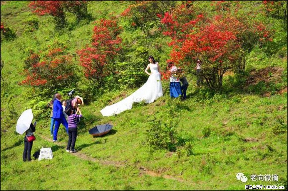 【春天，广西桂林灌阳县向您发出邀请！】宝盖山上映山红 - 游山玩水 - 鄢陵生活社区 - 鄢陵28生活网 yanling.28life.net