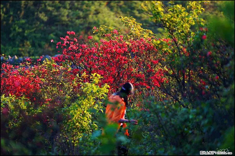 【春天，广西桂林灌阳县向您发出邀请！】春木界上映山红 - 游山玩水 - 鄢陵生活社区 - 鄢陵28生活网 yanling.28life.net