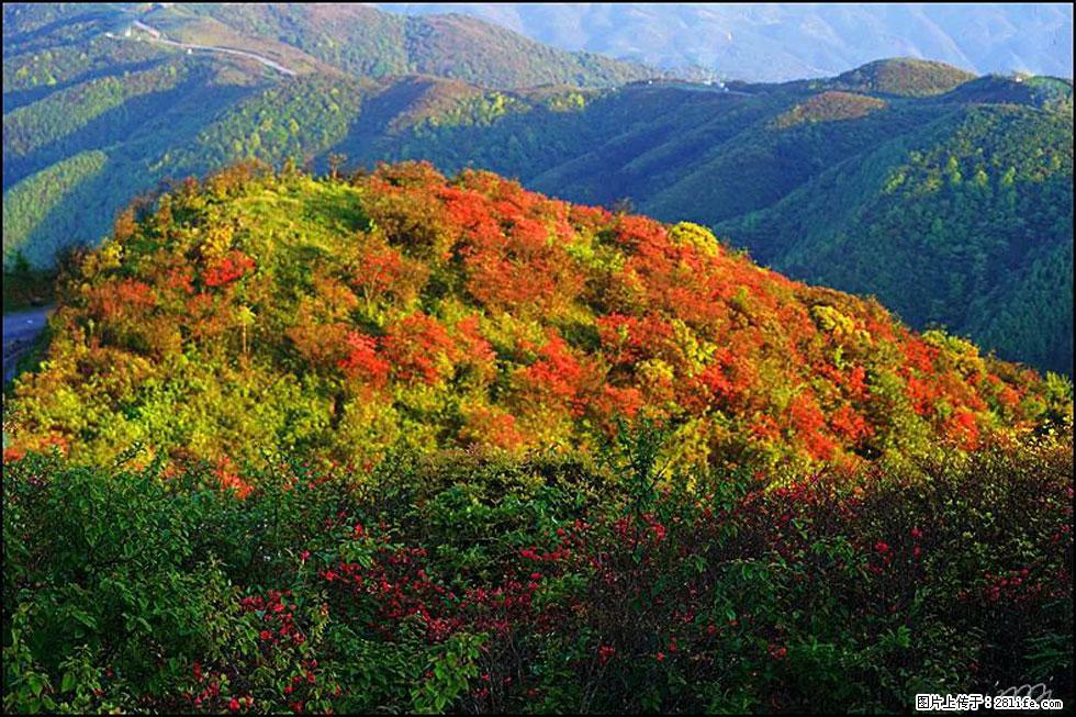 【春天，广西桂林灌阳县向您发出邀请！】春木界上映山红 - 游山玩水 - 鄢陵生活社区 - 鄢陵28生活网 yanling.28life.net