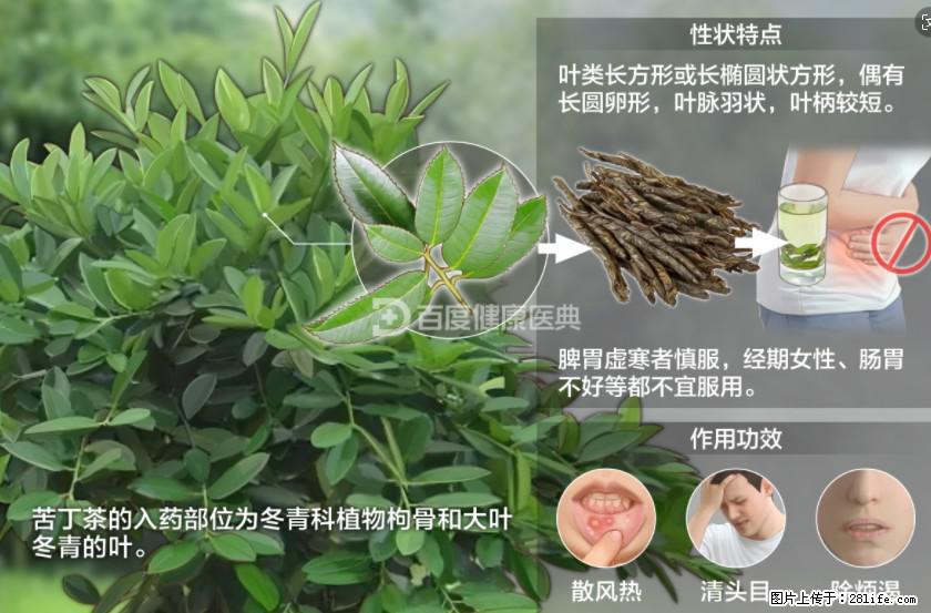 苦丁茶有哪些功效和作用 - 生活百科 - 鄢陵生活社区 - 鄢陵28生活网 yanling.28life.net