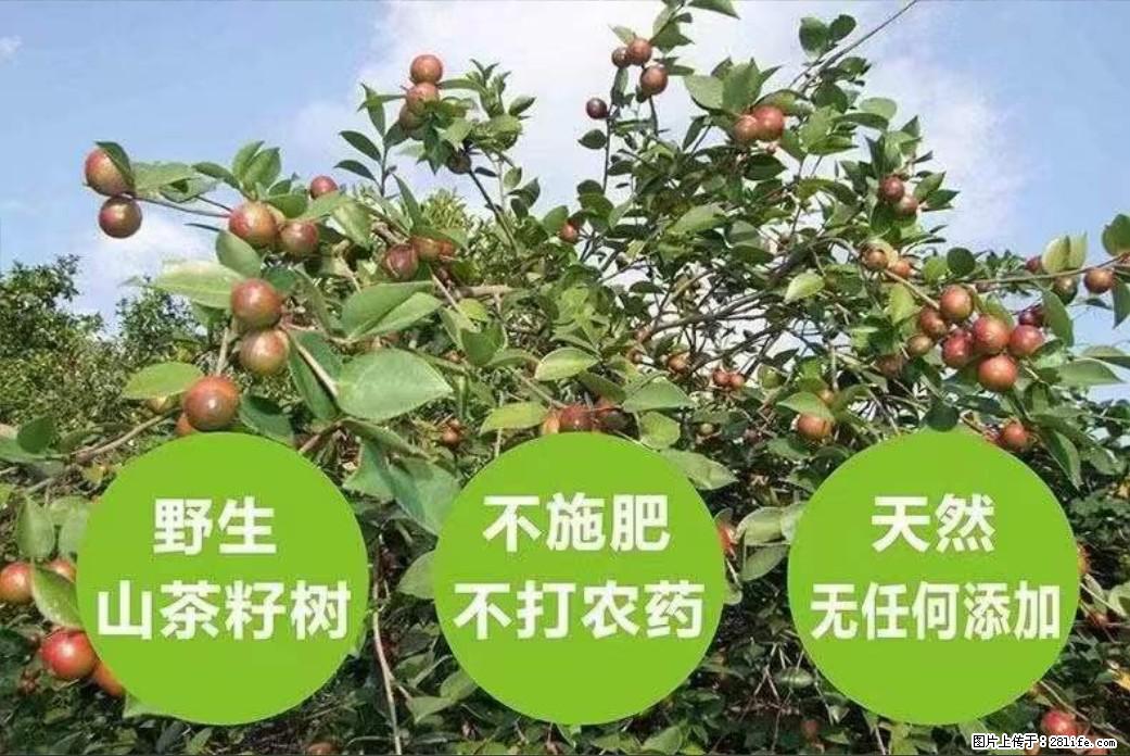 【灌阳县油茶产业示范区】一个有着充实的精神生活的人，对待身外之物自会有一种淡泊的态度 - 土特产 - 饮食特产 - 鄢陵分类信息 - 鄢陵28生活网 yanling.28life.net