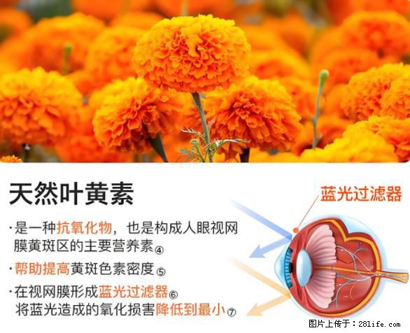 叶黄素有什么功效和作用 - 生活百科 - 鄢陵生活社区 - 鄢陵28生活网 yanling.28life.net