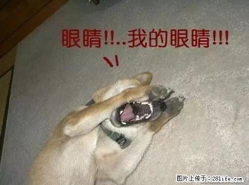 笑癫了！一女的怀孕三年未生，他终于忍不住了... - 娱乐八卦 - 鄢陵生活社区 - 鄢陵28生活网 yanling.28life.net