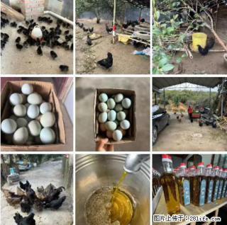 油茶园从小鸡仔开始养起的纯土鸡、土鸡蛋可以预定啦！还有前几天刚榨的纯山茶油哦 - 鄢陵28生活网 yanling.28life.net