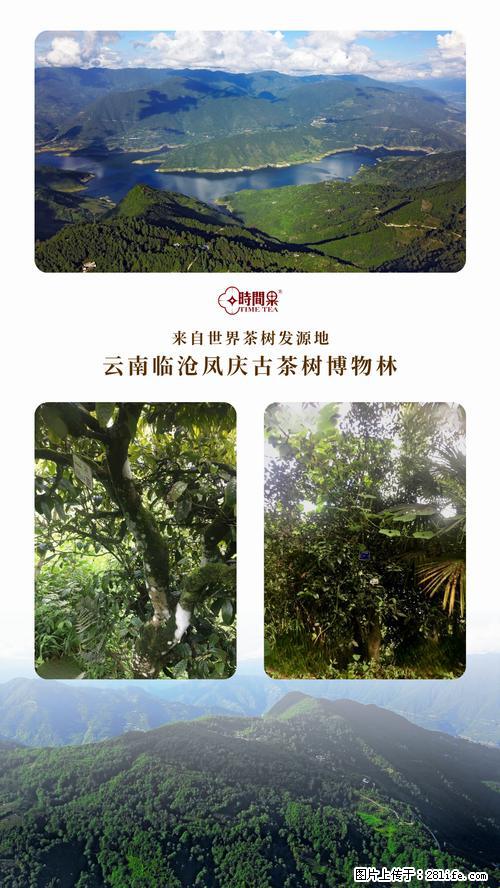 时间果百年古树2025年春红茶 - 购物交流 - 鄢陵生活社区 - 鄢陵28生活网 yanling.28life.net