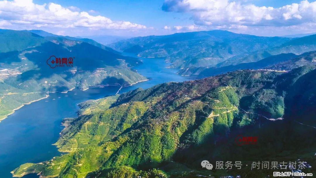 时间果百年古树龙珠普洱生茶 - 购物交流 - 鄢陵生活社区 - 鄢陵28生活网 yanling.28life.net