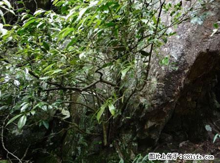 平乐石崖茶，珍贵仅次于金花茶 - 鄢陵生活资讯 - 鄢陵28生活网 yanling.28life.net