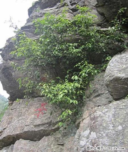 平乐石崖茶，珍贵仅次于金花茶 - 鄢陵生活资讯 - 鄢陵28生活网 yanling.28life.net
