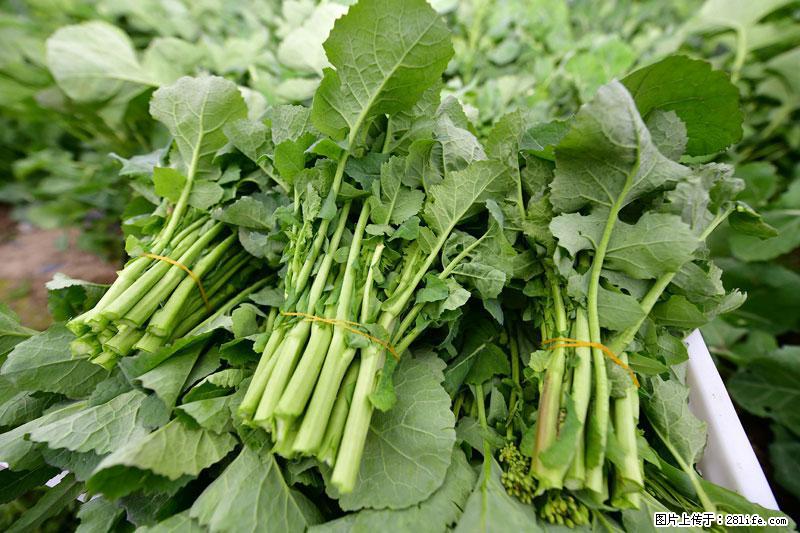 这些蔬菜是“天然钙片”，这6种被医生重点推荐 - 鄢陵生活资讯 - 鄢陵28生活网 yanling.28life.net